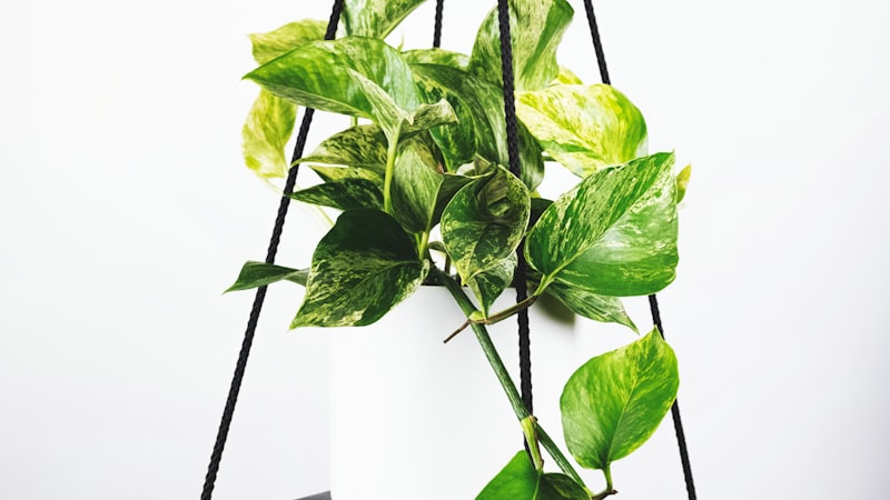 2026世界杯主直播通道高清观看界面预览